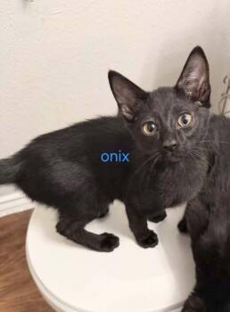 Onyx -  Bombay and Domestic Short Hair Cat for Adoption in San Antonio, Texas - Onyx | PetCurious