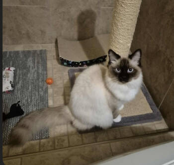 Rescue Domestic Long Hair and Ragdoll Cats for Adoption in Tucson, Arizona - Duvet | PetCurious