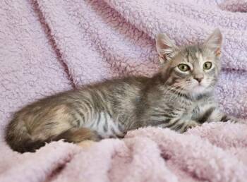 Sasha -  Tabby and Tortoiseshell Cat for Adoption in St. Augustine, Florida - Sasha | PetCurious