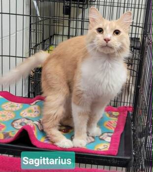 Domestic Medium Hair Cats Available for Adoption in Richmond, Indiana - Sagittarius | PetCurious