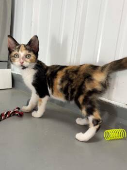 Saucey -  Calico Cat for Adoption in Big Rapids, Michigan - Saucey | PetCurious