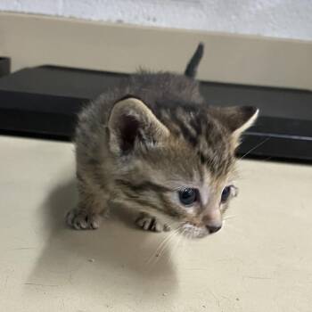 Domestic Short Hair Cats Available for Adoption in Ardmore, Oklahoma - Hailstorm | PetCurious