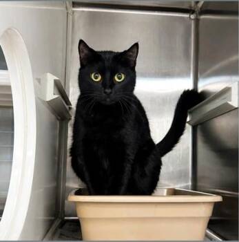 Kit Kat -  Domestic Short Hair Cat for Adoption in Fort Worth, Texas - Kit Kat | PetCurious