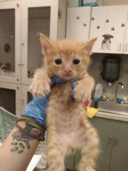 Citrine -  Domestic Short Hair Cat for Adoption in Palm Coast, Florida - Citrine | PetCurious