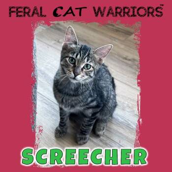 Rescue Domestic Short Hair Cats for Adoption in Kingman, Arizona - Screecher | PetCurious