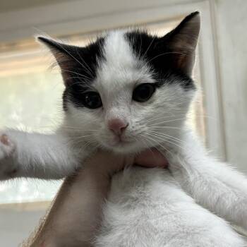Luigi -  Domestic Short Hair Cat for Adoption in Denver, Colorado - Luigi | PetCurious