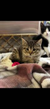 Freya -  Domestic Short Hair Cat Available for Adoption in Missoula, Montana - Freya | PetCurious