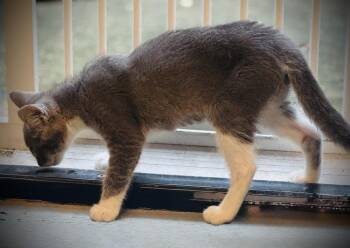 Elsa -  Domestic Short Hair Cat Available for Adoption in Jackson, Georgia - Elsa | PetCurious