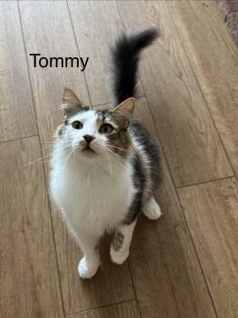 Tommy -  Domestic Medium Hair Cat for Adoption in Herndon, Virginia - Tommy | PetCurious