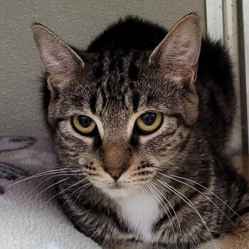 Rescue Domestic Short Hair Cats for Adoption in Grayslake, Illinois - Oolong | PetCurious