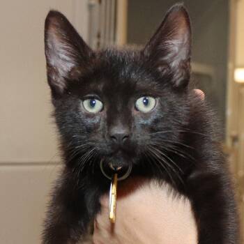 Pickle -  Domestic Short Hair Cat for Adoption in Port Washington, New York - Pickle | PetCurious