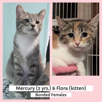 Rescue Domestic Short Hair Cats for Adoption in Mokena, Illinois - Mercury & Flora | PetCurious
