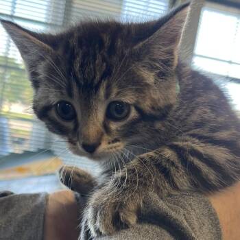 Domestic Short Hair Cats Available for Adoption in Lenexa, Kansas - Lupine | PetCurious