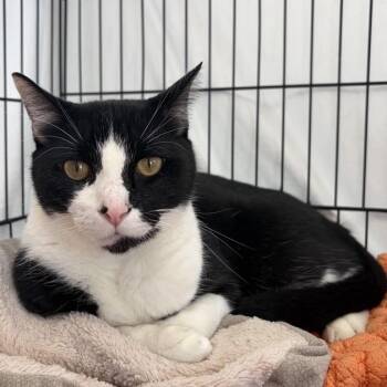 Elliot -  Domestic Short Hair Cat for Adoption in New York, New York - Elliot | PetCurious