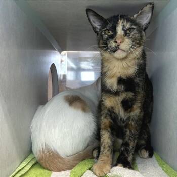 Tigress -  Domestic Short Hair Cat for Adoption in Glenwood Springs, Colorado - Tigress | PetCurious