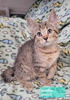 Gordita crunch -  Domestic Short Hair Cat for Adoption in Richmond, Indiana - Gordita Crunch | PetCurious