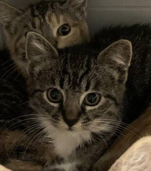 Finn -  Domestic Short Hair Cat for Adoption in Santa Rosa, California - Finn | PetCurious