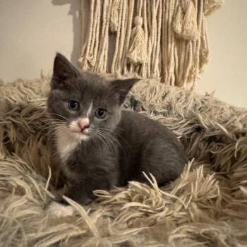 Domestic Short Hair Cats Available for Adoption in Sunrise, Florida - Lavender | PetCurious