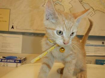 Domestic Short Hair Cats Available for Adoption in San Jose, California - A1408086 | PetCurious