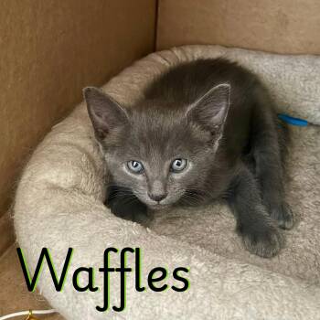 Russian Blue Cats Available for Adoption in Glendale, Arizona - Waffles | PetCurious