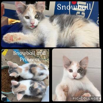 SNOWBALL -  Domestic Short Hair Cat for Adoption in Beaumont, California - SNOWBALL | PetCurious