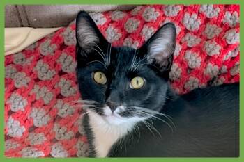 Dennis -  Domestic Short Hair Cat for Adoption in Amherst, Massachusetts - Dennis | PetCurious