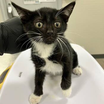 Hawk -  Domestic Short Hair Cat for Adoption in Las Cruces, New Mexico - Hawk | PetCurious