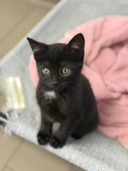 Bean of the Three Amigos -  Domestic Short Hair and Bombay Cat for Adoption in Bardonia, New York - Bean Of The Three Amigos | PetCurious