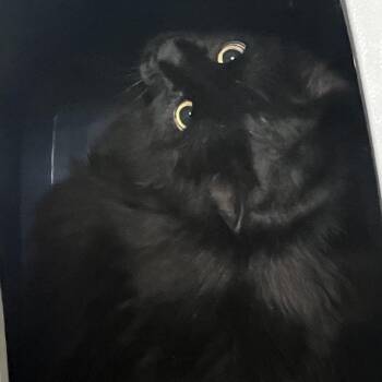 Frank -  Domestic Long Hair Cat for Adoption in Philadelphia, Pennsylvania - Frank | PetCurious