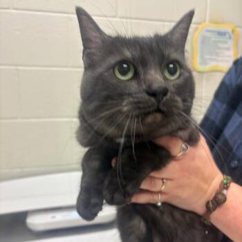 Domestic Short Hair Cats Available for Adoption in Murray, Utah - Aurora | PetCurious