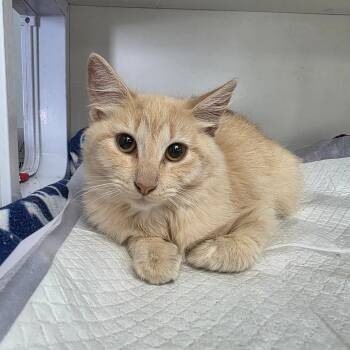 Sunni -  Domestic Short Hair Cat for Adoption in Duncan, Oklahoma - Sunni | PetCurious