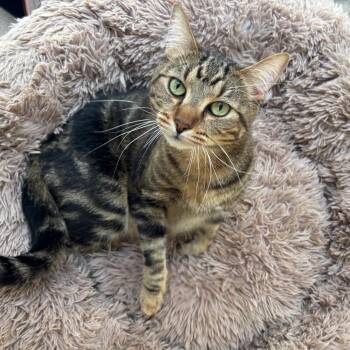Domestic Short Hair Cats Available for Adoption in Los Angeles, California - Mr. Imperial | PetCurious