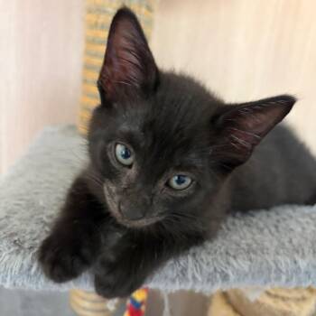 Tony -  Domestic Short Hair Cat for Adoption in Elfin Forest, California - Tony | PetCurious