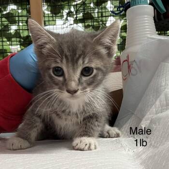 Bjorn -  Domestic Short Hair Cat for Adoption in Los Angeles, California - Bjorn | PetCurious