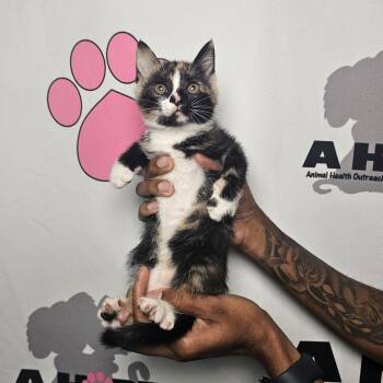 Rescue American Shorthair Cats for Adoption in Milton, Florida - Sugar Biscuit | PetCurious