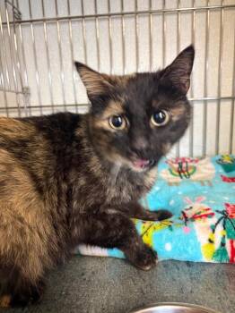 Sundae -  Domestic Short Hair Cat for Adoption in Rock Springs, Wyoming - Sundae | PetCurious