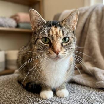 Calico and Tabby Cats Available for Adoption in Oakwood, Georgia - STUNNING STARLA | PetCurious