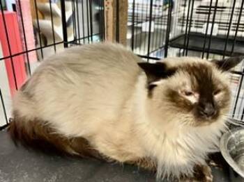 Zen -  Siamese Cat for Adoption in Phoenix, Arizona - Zen | PetCurious