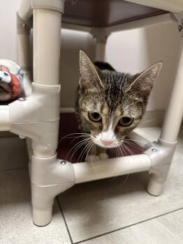 Domestic Short Hair Cats Available for Adoption in Rowlett, Texas - Bunny | PetCurious