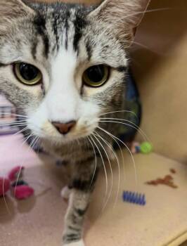 Domestic Short Hair Cats Available for Adoption - Genevive | PetCurious