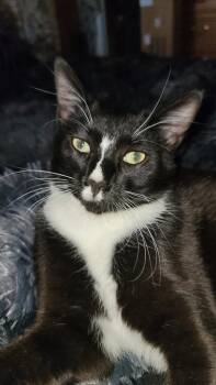 Moose -  Domestic Short Hair Cat for Adoption in Millcreek, Utah - Moose | PetCurious