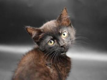 Homburg -  Domestic Short Hair Cat for Adoption in Portland, Oregon - Homburg | PetCurious