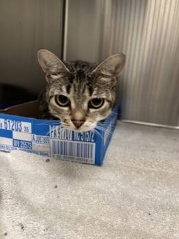 Rescue Domestic Short Hair Cats for Adoption in Batavia, Ohio - Hexa | PetCurious