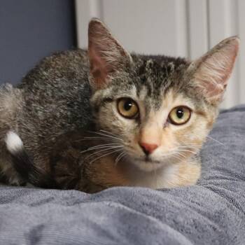 Willow -  Domestic Short Hair Cat for Adoption in Lakeland, Florida - Willow | PetCurious