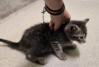 Rescue Domestic Short Hair Cats for Adoption in Dickson, Tennessee - Posie | PetCurious