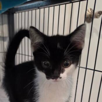 Domestic Short Hair Cats Available for Adoption in Muncie, Indiana - Baby Yarn Spinner | PetCurious