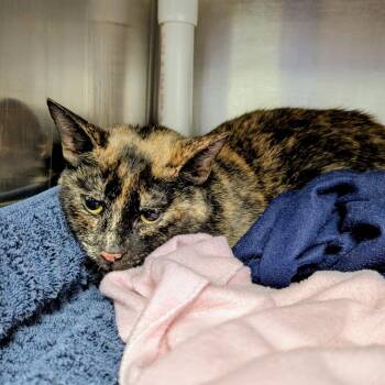 Domestic Short Hair Cats Available for Adoption - Spicy | PetCurious