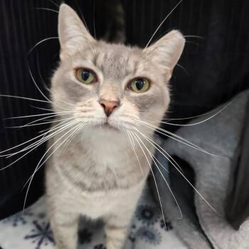 Bisquick -  Domestic Short Hair Cat for Adoption in Mooresville, North Carolina - Bisquick | PetCurious