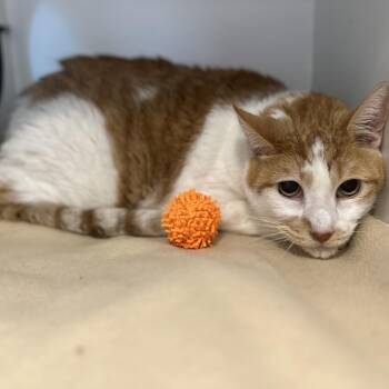 Lemur -  Domestic Short Hair Cat for Adoption in Matteson, Illinois - Lemur | PetCurious