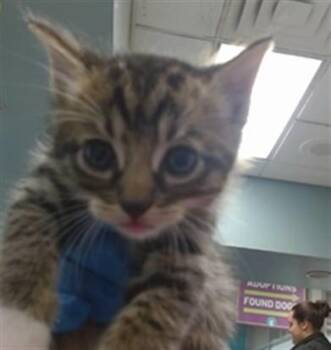 A474303 -  Domestic Short Hair Cat for Adoption in Oklahoma City, Oklahoma - A474303 | PetCurious